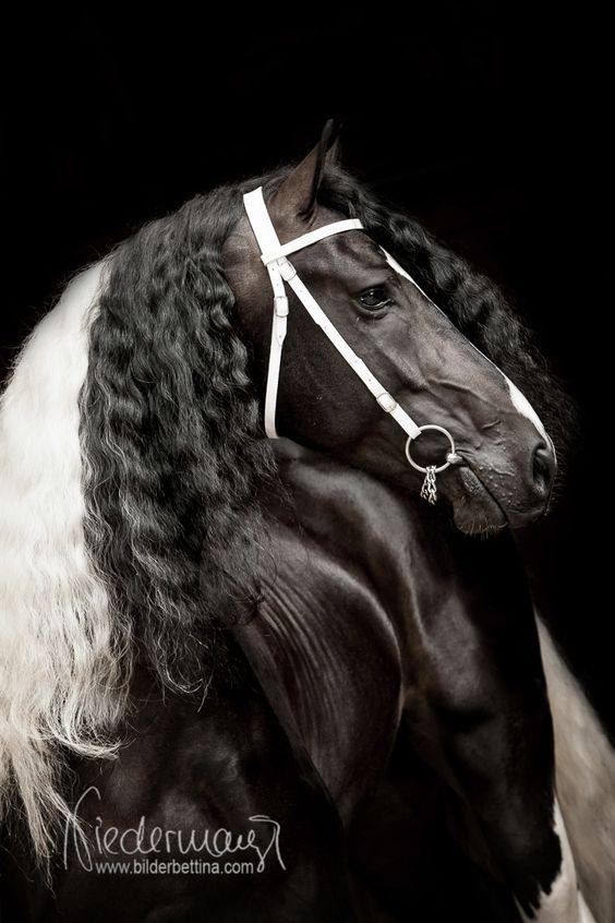 Baroque Pinto (Barock Pinto) Horses